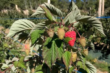 Venda online de planta framboesa Magda, Rubus idaeus