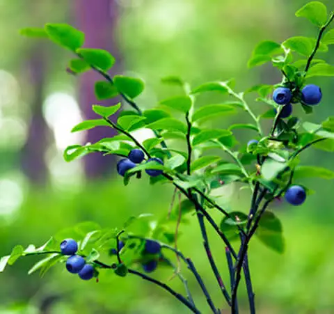 Venta de plantas frutos rojos