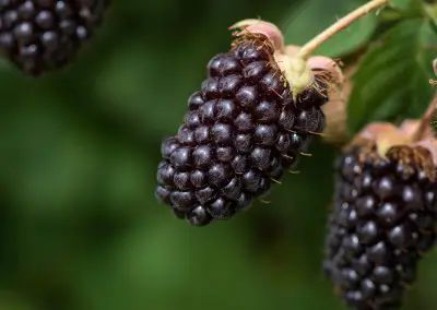 Zarzamora frambuesa boysenberry Rubus ursinus × idaeus