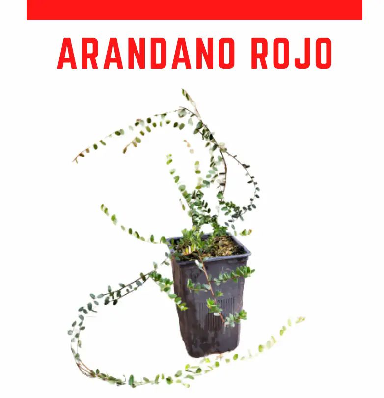 Venta online arándano rojo