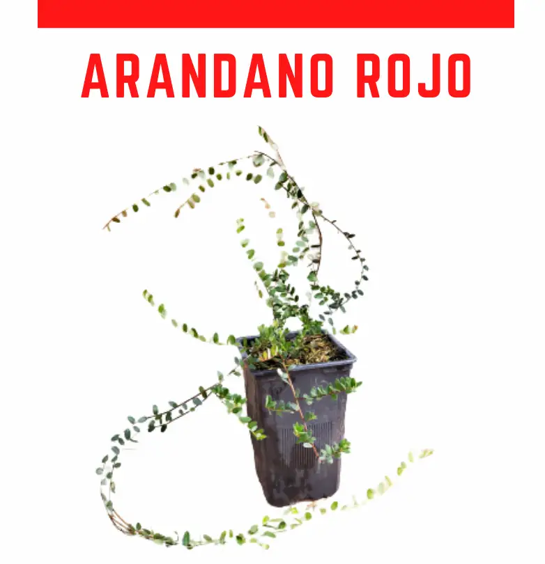 Venta online arndano rojo