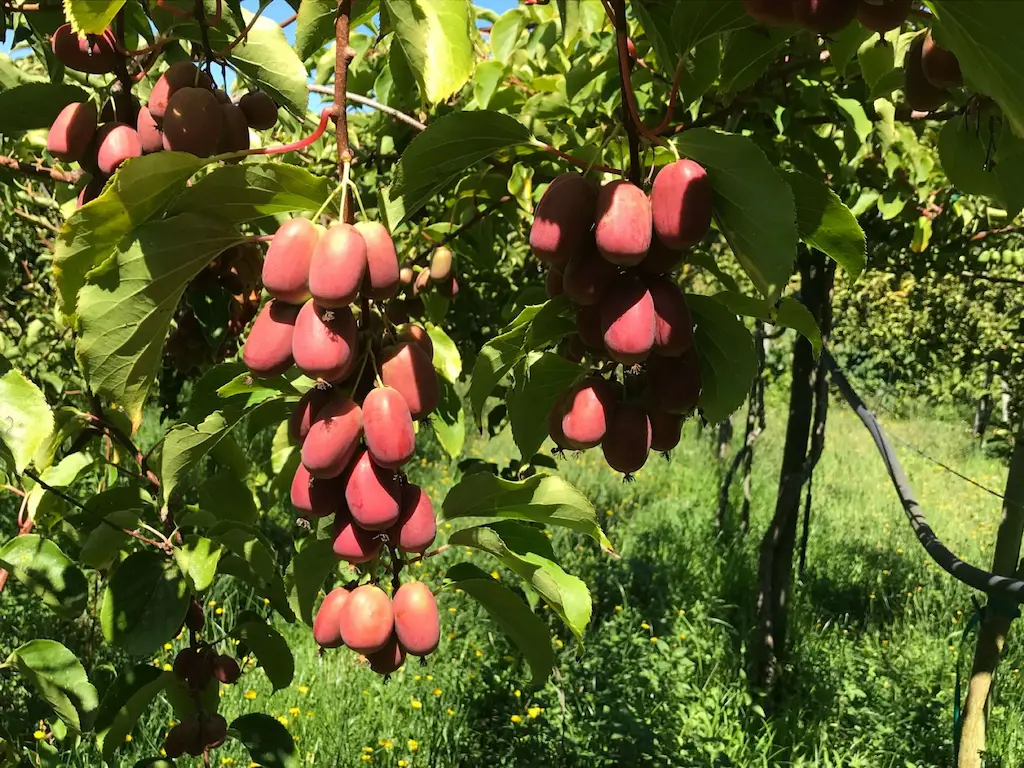 venta online de plantas mini kiwi