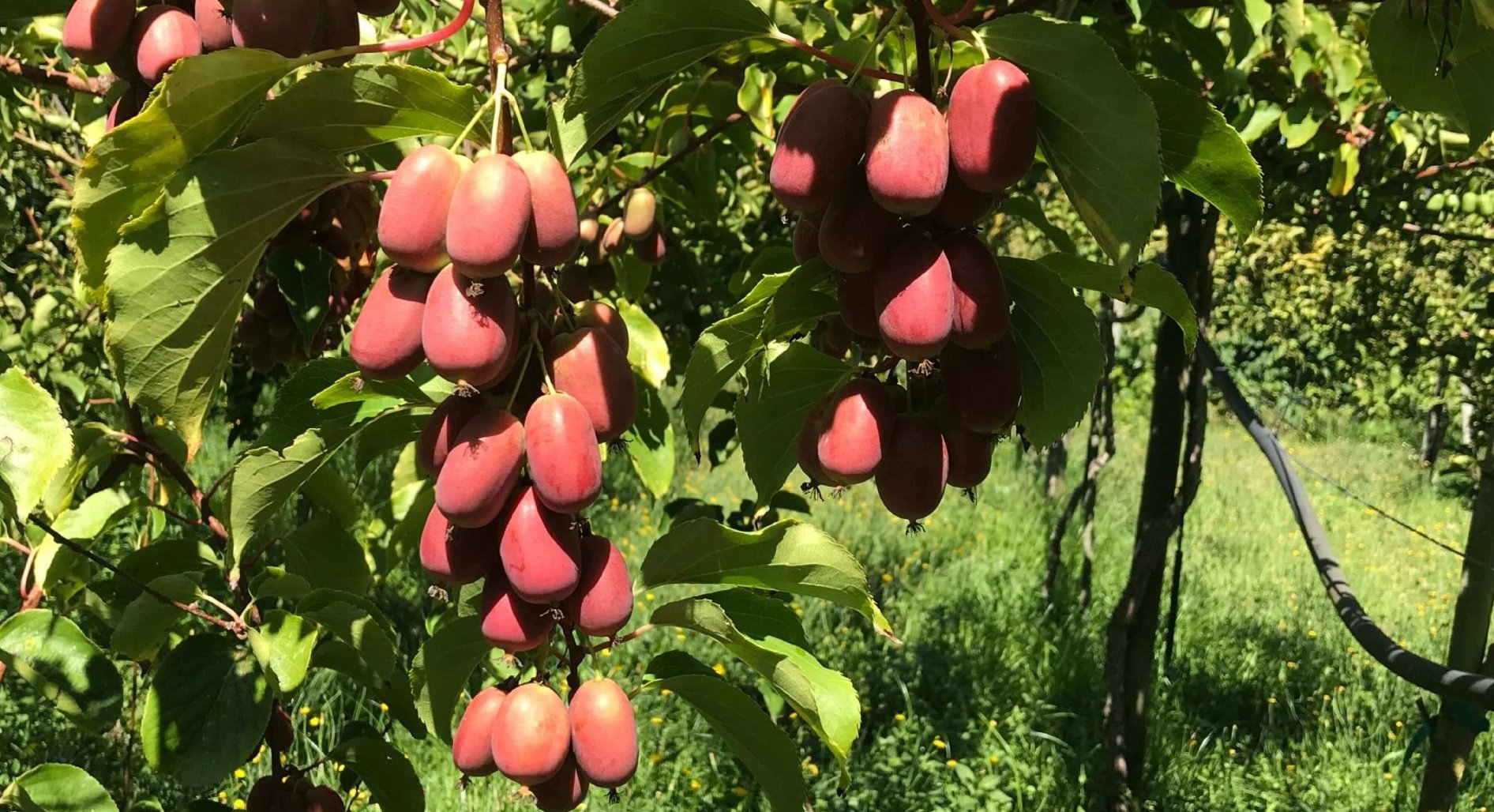 Venta online de plantas de mini kiwi