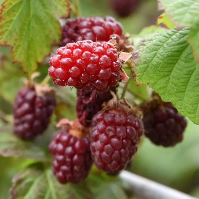Plantas de Tummelberry Clydeberry Rubus `Tummelberry`