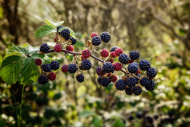 Frutos de zarzamora Rubus fruticosus