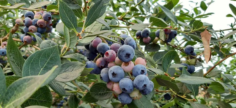 Cultivo en contenedor o maceta de arándanos