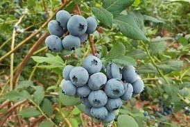 Propiedades del arndano (Vaccinium corymbosum)