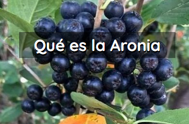 Artculo que es la aronia melanocarpa
