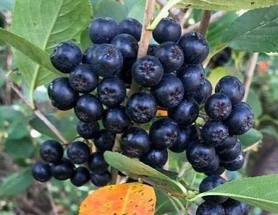 Qu es la aronia? Aronia melanocarpa