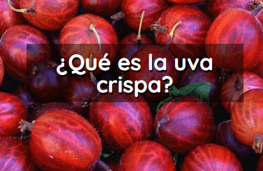 Artculo que es la uva crispa, Ribes uva-crispa