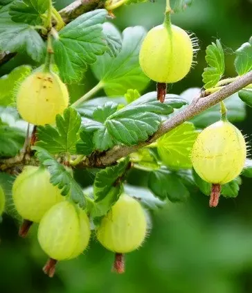 Planta de uva crispa, uva espino o grosella espinosa (Ribes uva crispa)