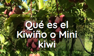 que es el mini kiwi