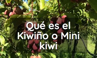 que es el mini kiwi