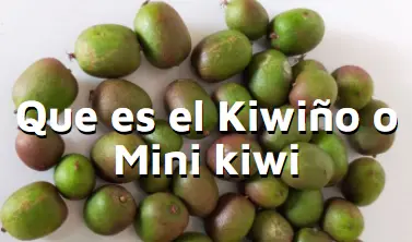 Qu es el kiwio o mini kiwi