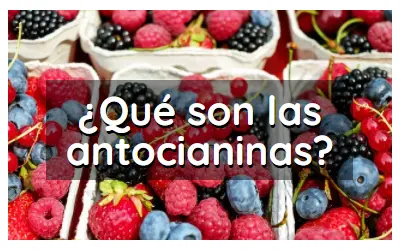 Artculo que son las antocianinas