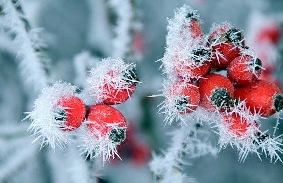 Horas de fro en frutos del bosque