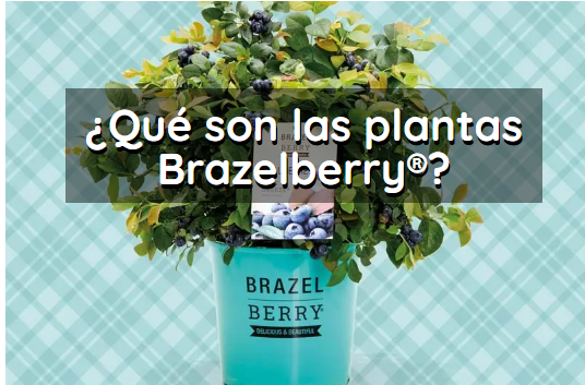 Que son las plantas brazelberry
