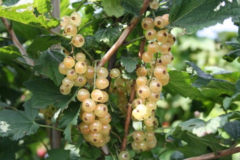 Venda online plantas groselheira branca, Ribes sativum