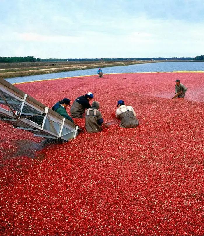 Recolección del arándano rojo