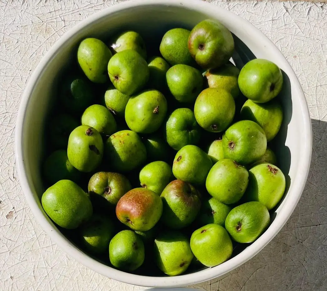Se pueden congelar mini kiwis kiwios?