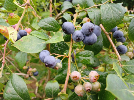 Venda online de plantas de mirtilo Skyblue Vaccinium ashei