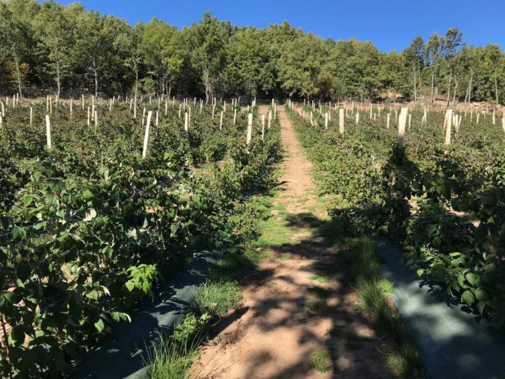 Consultancy and technical direction at ecological raspberry project in Soria, Spain