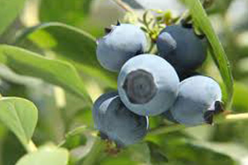 Blueberry star