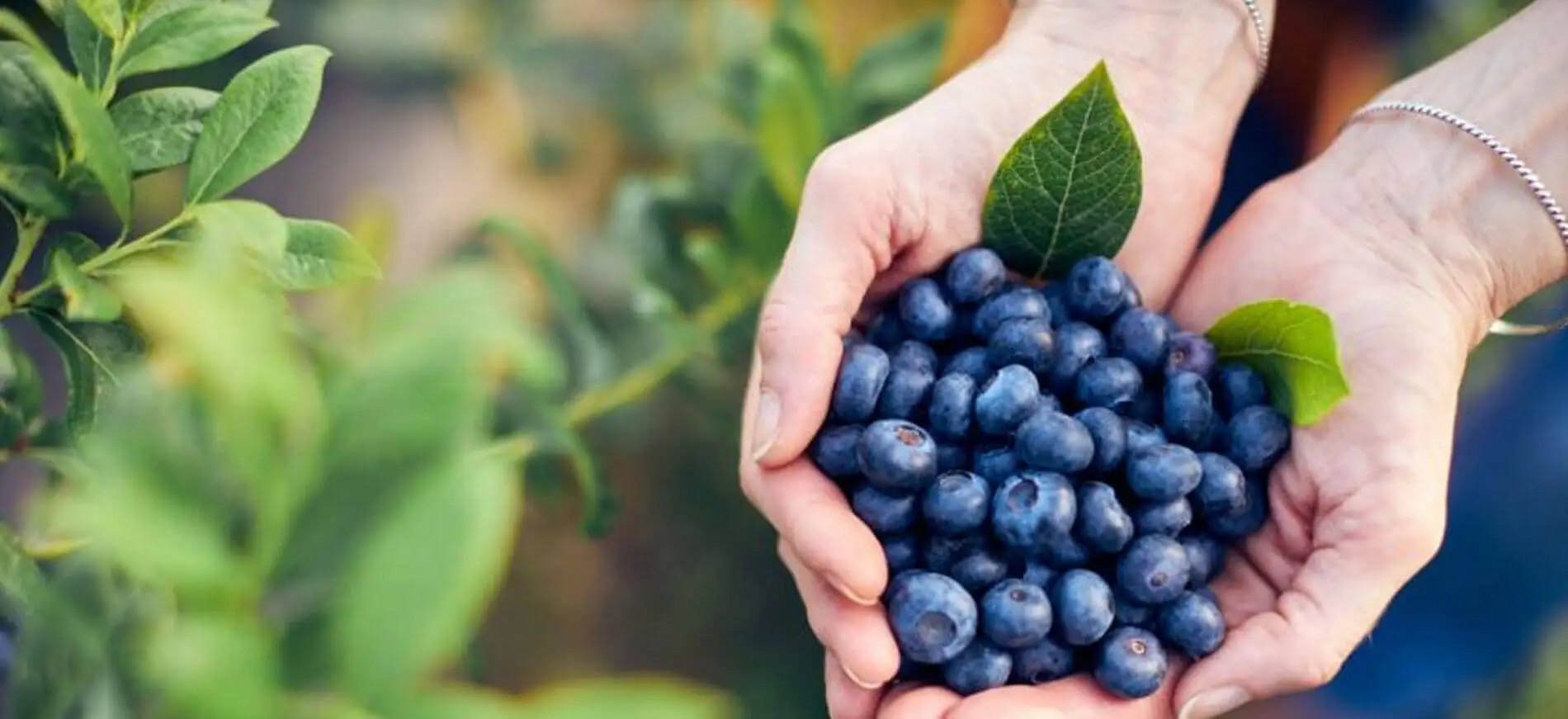 Venda on-line de caixas e potes de mirtilos frescos e frutos vermelhos