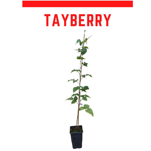 Planta de amora framboesa Tayberry Buckingham sem espinhos  vaso 1 L  