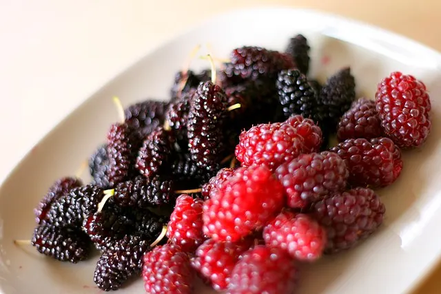 Plantas de Tayberry Loganberry Boysenberry