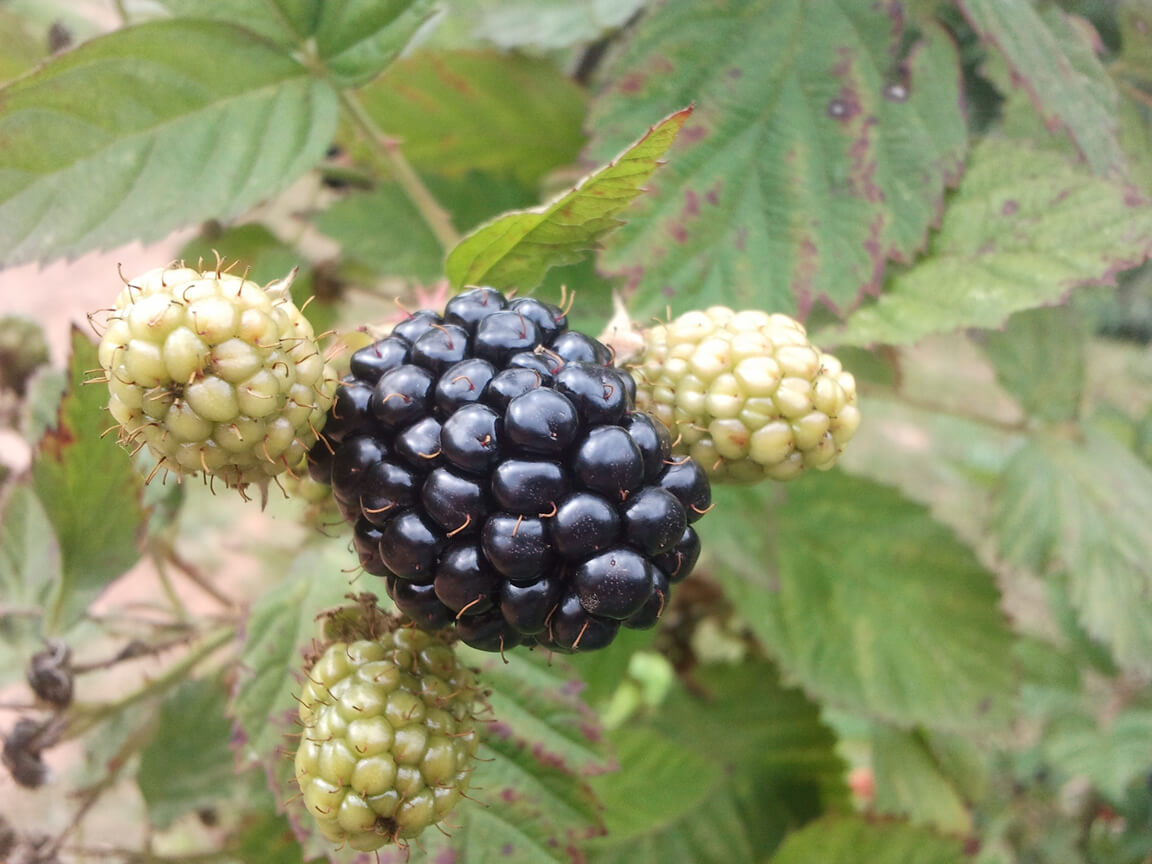 Blackberry fruit