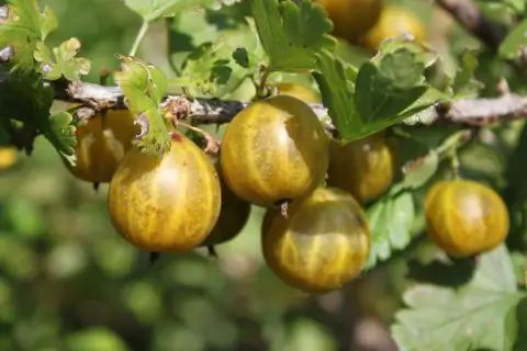 Venta online planta uva crispa dorada