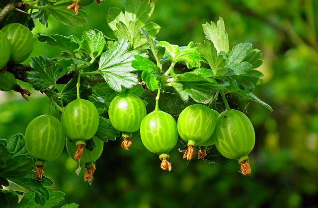 Venda online plantas uva crispa verde, Ribes uva-crispa