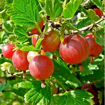 Frutos de grosella espinosa, Ribes uva crispa