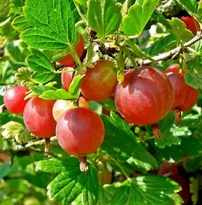 Frutos de grosella espinosa, Ribes, uva crispa