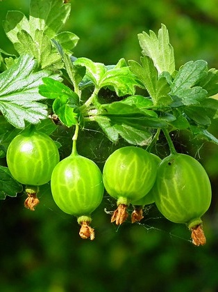 uva espina verde, Ribes uva-crispa