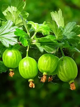 Uva espina verde, Ribes, uva crispa