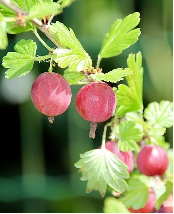uva espina roja, Ribes uva-crispa