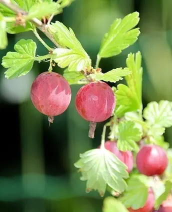 Uva espina roja, Ribes, uva-crispa