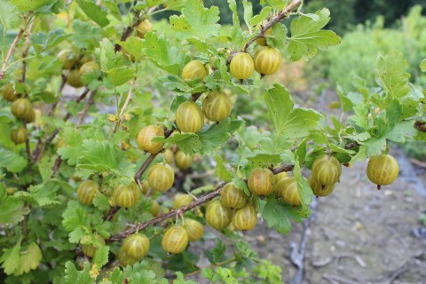 Venda online plantas uva crispa dourada, Ribes uva-crispa