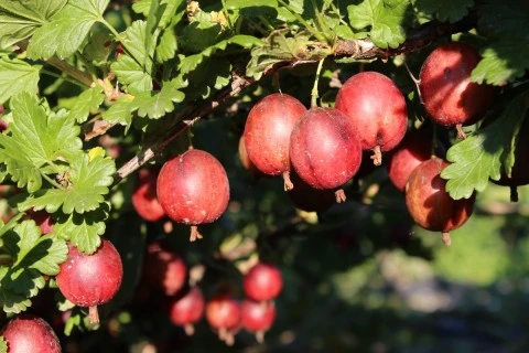 Venda online plantas uva crispa vermelha, Ribes uva-crispa