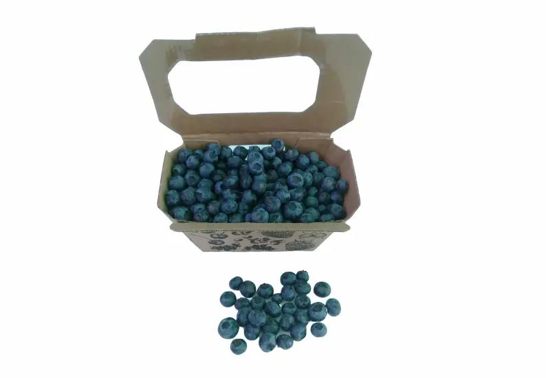 Venta online de tarrinas de arándanos