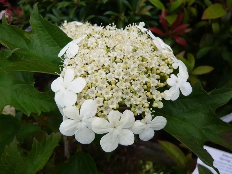 Viburnum opulus Compactum
