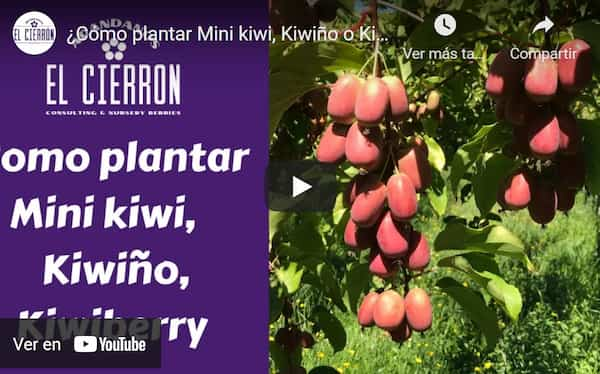 Video de como plantar el mini kiwi kiwiberry enano