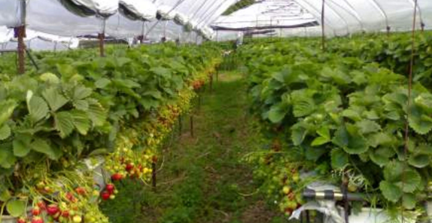 Consultancy for the berries crop development