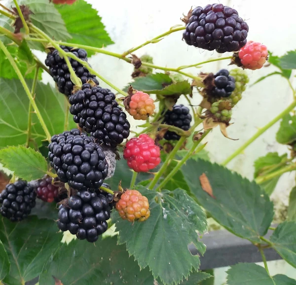 Venta online planta zarzamora remontante ARK-45, Rubus fruticosus