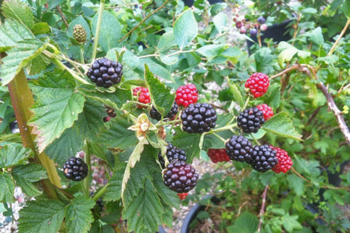 Blackberry Triple crown