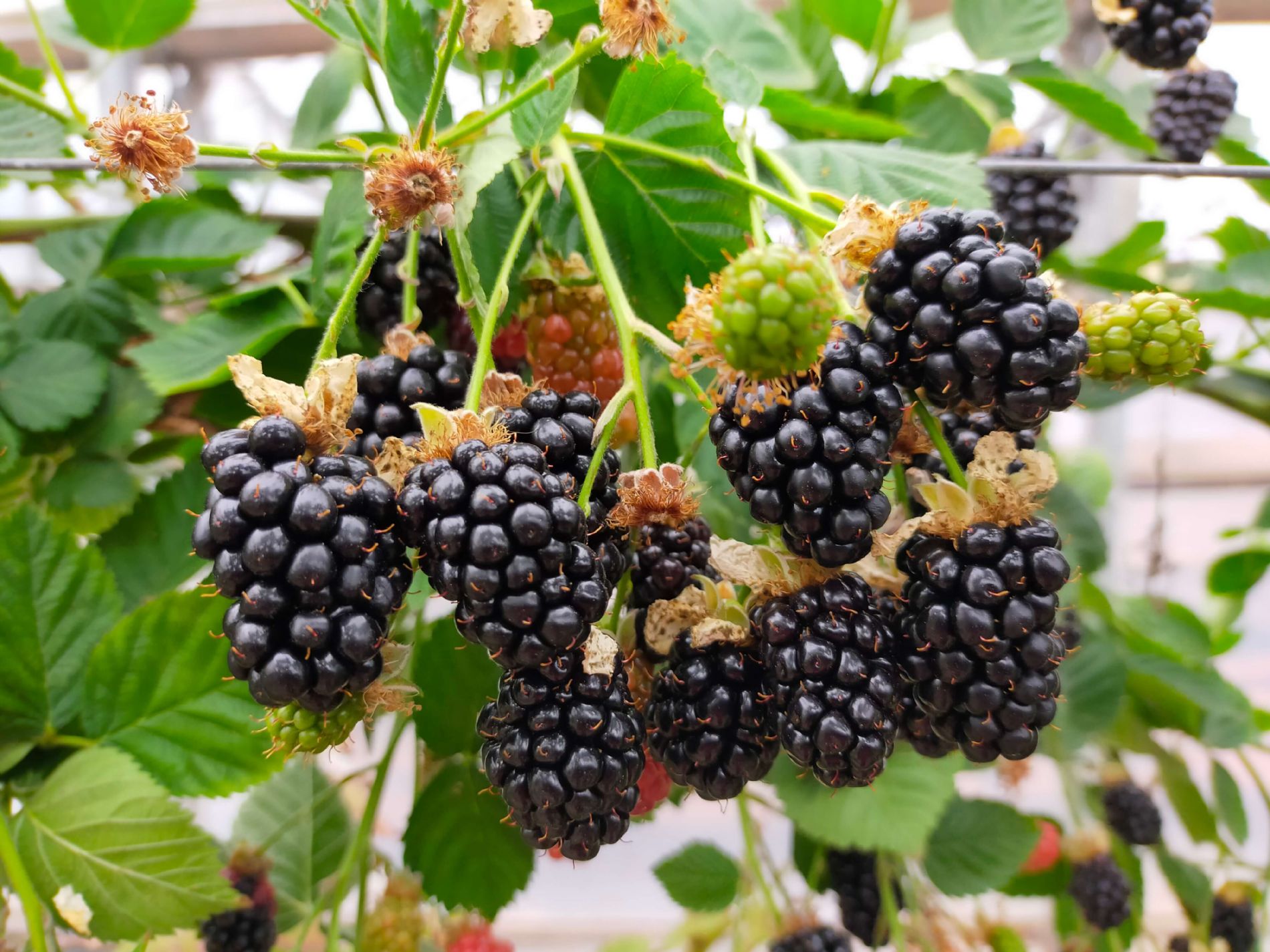 Zarzamora rubus fruticosus Rubus ulmifolius