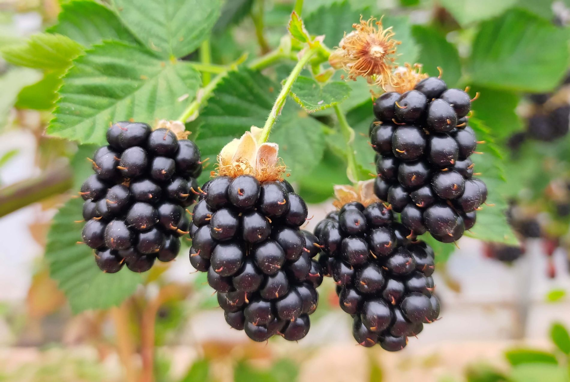 venda online plantas amora sem espinhos, Rubus fruticosus