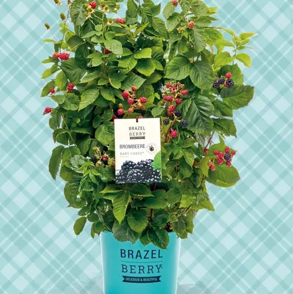 Venta online Zarzamora Brazelberry Baby Cake